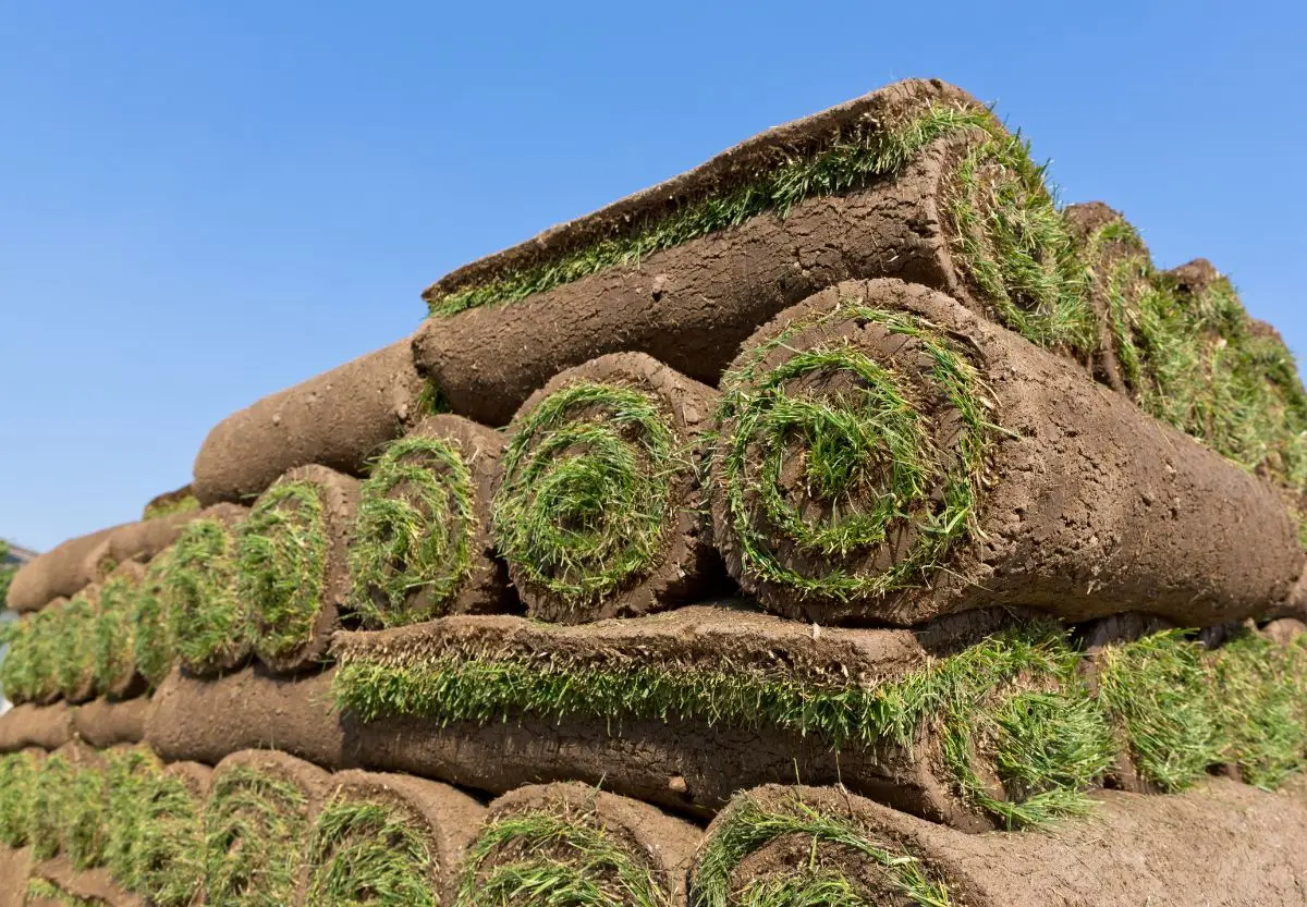 big-roll sod 01