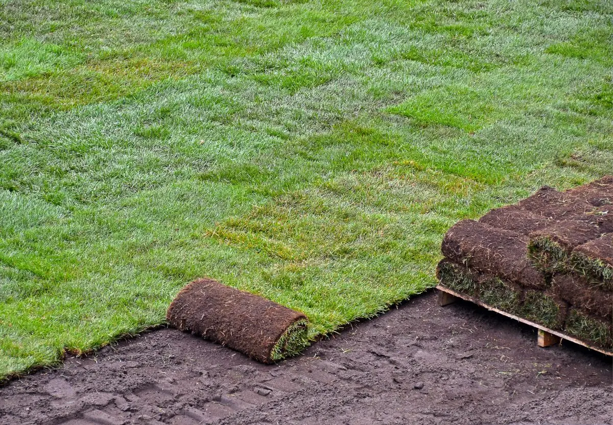 big-roll sod 02