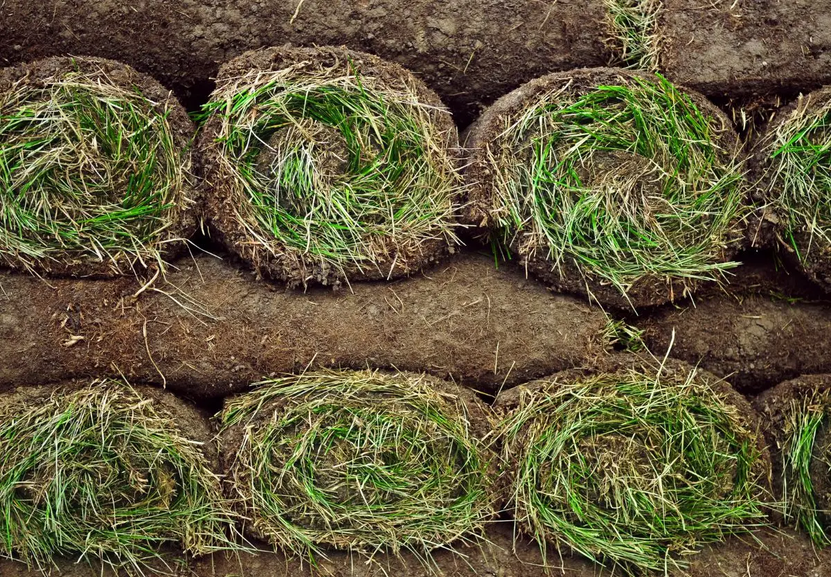 big-roll sod 03