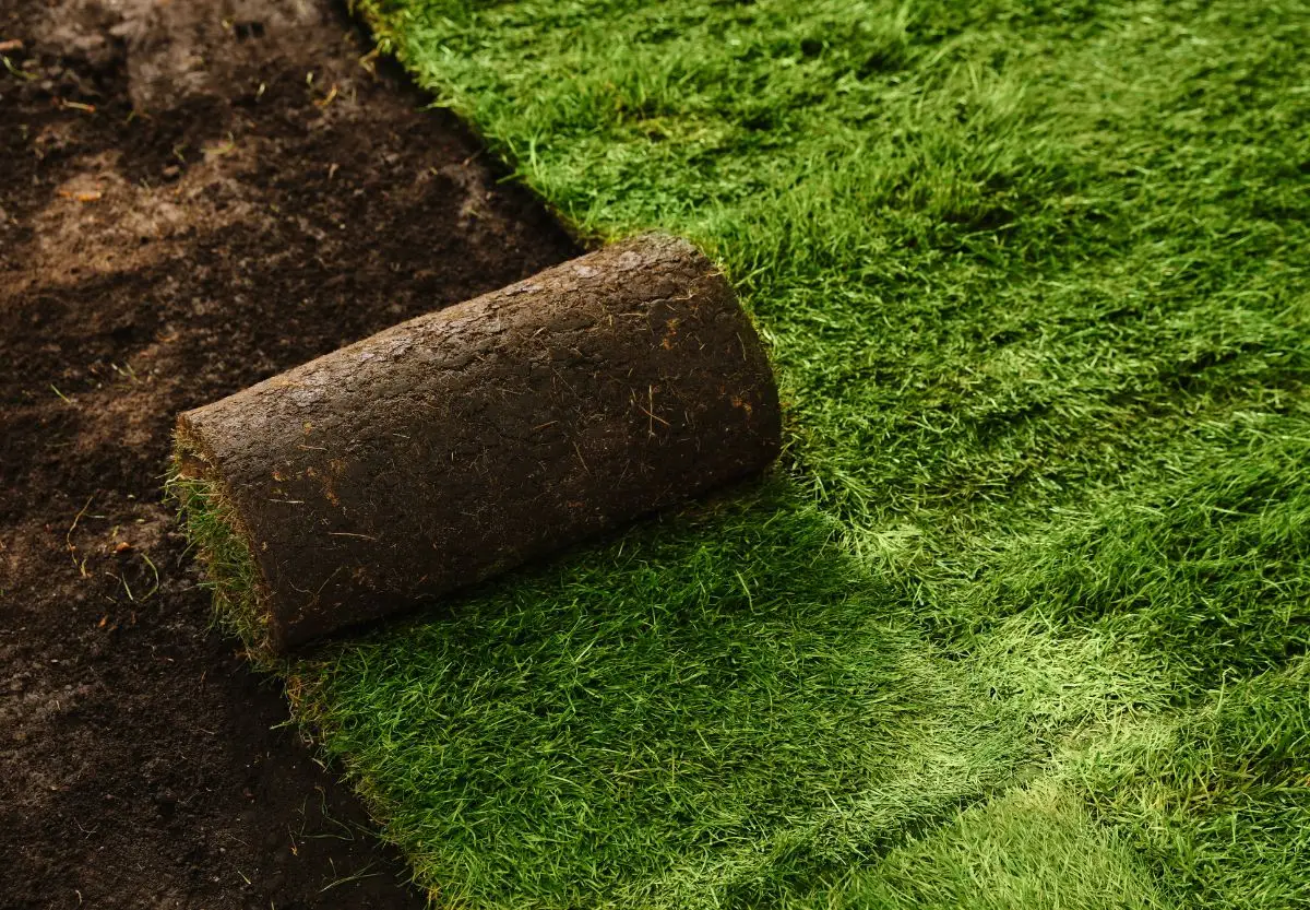 big-roll sod 05