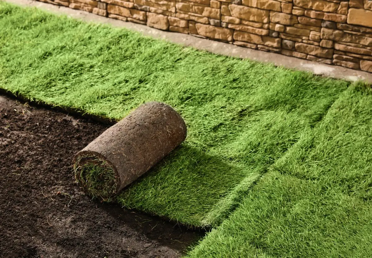 big-roll sod 06