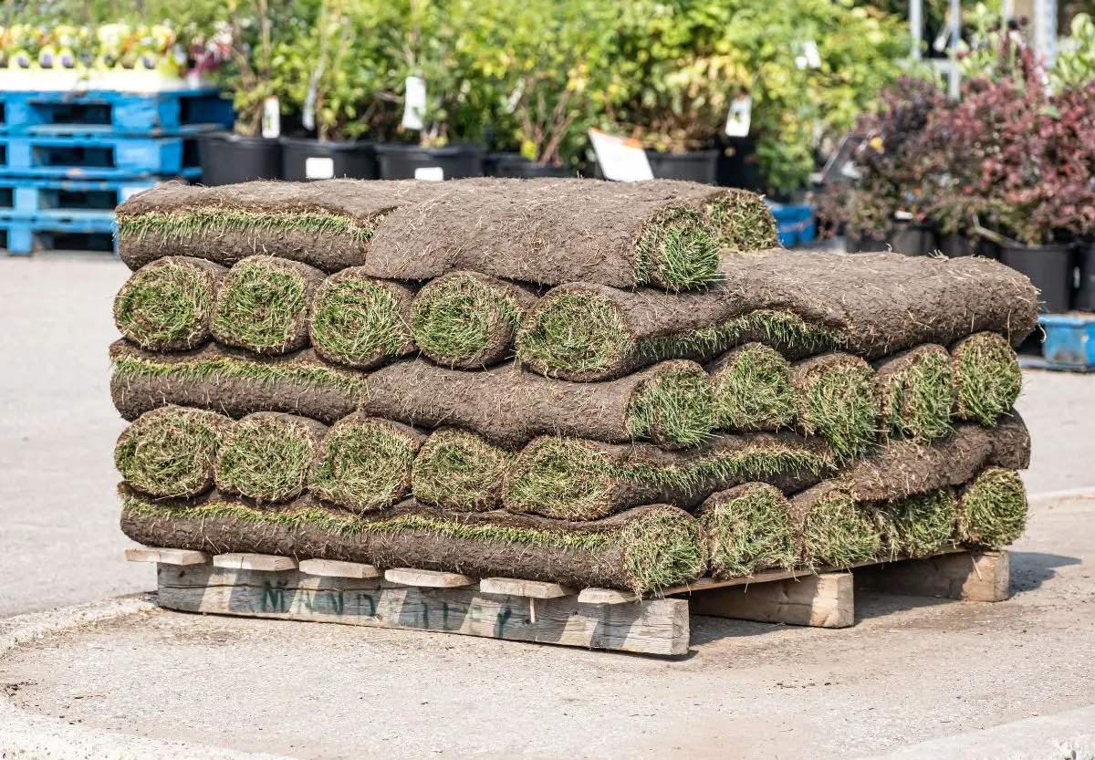 big-roll sod 09